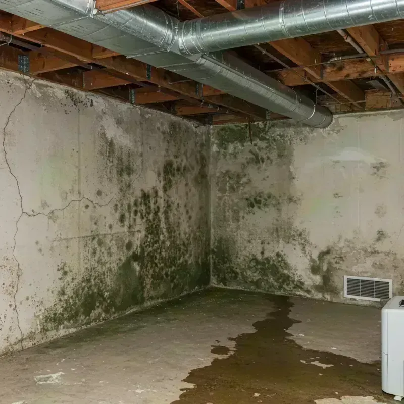 Professional Mold Removal in South Euclid, OH